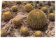 (ORL 670)  Spain  - Elche Cactus Garden - Cactusses