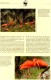 Delcampe - WWF-Set 101 Rotsichler TRINIDAD 596/9 **/FDC/MC 77€ Naturschutz Dokumentation 1990 Wildlife Birds Stamps Fauna Of TOBAGO - Flamingo