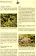 WWF-Set 42 Leguan Turks Caicos 777/0 ** 21€ Naturschutz Caicosleguan Dokumentation 1986 Wildlife Fauna Stamps Of America - Turks And Caicos