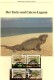 Schwanzleguane WWF-Set 42 Turks&Caicos 777/0 O 15€ Naturschutz Leguane Dokumentation 1986 Wild-life Fauna Stamps America - Gebruikt