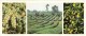 Grape - Tea Plantation - Citrus - 1983 - Georgia USSR - Unused - Géorgie