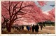 JAPON – Carte Postale De Tokyo Et De Ses Environs – Très Bon état – A Voir - Lot N° 20090 - Tokyo
