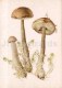 Rough-stemmed Bolete - Leccinum Scabrum - Mushroom - 1986 - Russia USSR - Unused - Mushrooms