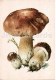 Penny Bun - Boletus Edulis - Mushroom - 1986 - Russia USSR - Unused - Champignons