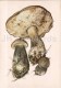 Leccinum Roseafractum - Boletus - Mushroom - 1986 - Russia USSR - Unused - Champignons