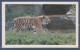 = Carte Postale Tigre, Safari Prisunic, Espèce De Mammifère Carnivore De La Famille Des Félidés - Rhinocéros