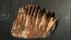 Delcampe - Dent De Mammouth Adulte Fossilisée - Fossiles