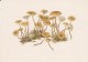 #BV4148  MUSHROOMS,  PLANTS, POST CARD, ORIGINAL PHOTO. - Mushrooms