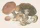 #BV4152  MUSHROOMS,  PLANTS, POST CARD, ORIGINAL PHOTO. - Mushrooms
