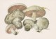 #BV4153  MUSHROOMS,  PLANTS, POST CARD, ORIGINAL PHOTO. - Mushrooms