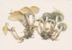 #BV4154  MUSHROOMS,  PLANTS, POST CARD, ORIGINAL PHOTO. - Mushrooms