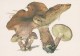#BV4155  MUSHROOMS,  PLANTS, POST CARD, ORIGINAL PHOTO. - Mushrooms