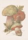 #BV4158  MUSHROOMS,  PLANTS, POST CARD, ORIGINAL PHOTO. - Mushrooms