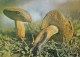 #BV4392  MUSHROOMS, PLANT, NATURE, POST CARD. - Champignons