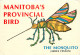 Mosquito, Manitoba, Canada Postcard Posted 1983 Stamp - Other & Unclassified