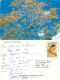 Flowering Immortelle, Tobago, Trinidad & Tobago Postcard Posted 1990 Stamp - Trinidad