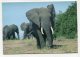 ANIMAL - AK286782 Zaire - Elephants - Parc National De La Virunga - Kivu - Elephants