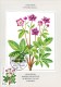 ISLANDE CARTE MAXIMUM NUM YVERT  547  FLEURS  FLORE PROTECTION DE LA NATURE - Maximumkarten