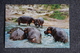 HIPPOPOTAMES - Hipopótamos