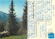 Forest, Kyrgyzstan Postcard Posted 1995 Stamp - Kirghizistan