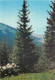 Forest, Kyrgyzstan Postcard Posted 1995 Stamp - Kirghizistan