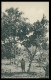 SÃO TOMÉ E PRÍNCIPE - Cacueiro Em Frutificação (Ed. Governo De S. Tomé E Principe R-S/477/1928) Carte Postale - São Tomé Und Príncipe