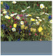 (DEL 254) Flowers - Fleurs - Champetres - Plantes Médicinales