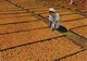 BECHUANALAND FRUITS SECHANT AU SOLEIL   PUBLICITE LABORATOIRE  PLASMARINE  SCANS RECTO VERSO - Botswana