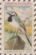 6AI4680 OISEAUX DE NOS REGIONS LA BERGERONNETTE GRISE Illus FONTINELLE PLIURES 2 SCANS - Animaux