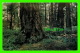 HORNBY ISLAND, BC - OLD GROWTH FIR, HELLIWELL PARK - R. CAIN PHOTO, 1989 - - Autres & Non Classés