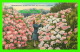 SAN FRANCISCO, CA - RHODODENDRONS, GOLDEN GATE PARK - ANIMATED - PUB. BY SMITH NEWS CO - - San Francisco