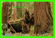 VIRGIN REDWOOD FOREST, CA - GIANT PILLARS OF REDWOOD - PHOTO, BOB VON NORMANN - - Autres & Non Classés