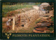 Plimoth Pantation, Plymouth, Massachusetts, United States US Postcard Posted 1999 Stamp - Other & Unclassified