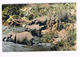 Olifanten - Elephants - Éléphants