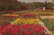 ""Keukenhof"" Lisse - Lisse