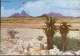Spitzkoppe, Palme, Wüste, Namibia, Gestein, Swakopmund, 1977 - Namibia