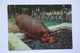 Hippo - KIEV ZOO -  Old Soviet PC 1968 - Nijlpaarden