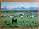 Mongolia. Sheep Dog In The Mountains. 1970s -    - Old Postcard - Mongolie
