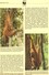 WWF-Set 79 Orang Utan Naturschutz 1989 Indonesien 1291/4 FDC 30&euro; Affen Dokumentation Wildlife Fauna Cover Set INDON - Briefe U. Dokumente