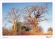 Mayotte - Magestueux Baobabs (Adansonia Digitata) - CAD Mamoudzou (976) - Mayotte