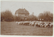 Allemagne - Göppingen : Foto-Karte - Carte-Photo : Moutons (3.4.1915) - Goeppingen