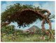 (4000) Aruba Diwi Tree - Aruba