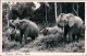 Ansichtskarte  Tiere - Elefant In Wildbahn  Afrika Kenia 1954 - Elephants