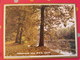 Almanach Des PTT. 1977. Calendrier Poste, Postes Télégraphes. Chalet Savoie Sous-bois - Grand Format : 1971-80