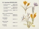 BELGIË/BELGIQUE : 1998 : Kalender / Calendrier De Poche  @§@ Apotheek BEUSELINCK, Oostende @§@ : FLORA,KROKUS,CROCUS, - Petit Format : 1991-00