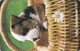 Sweden, 120.039, Puppy In Basket, 2 Scans. - Schweden