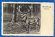 Deutschland; Moritzburg; Wildpark Mit Rot Dam; 1942 - Moritzburg