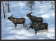 Sweden: PPC Picture Postcard To Netherlands, 2005, 1 Stamp, Building, Priority Label, Card: Moose (traces Of Use) - Covers & Documents