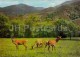 Deer - Dilijan National Park - Postal Stationery - 1979 - Armenia USSR - Unused - Arménie