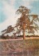 Pine Tree In Kraziu - Old Postcard - Lithuania USSR - Unused - Lituanie